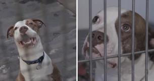 Cão amigável, brincalhão e cheio de amor chamado Bailey é eutanasiado por causa da sua raça Cão amigável, brincalhão e cheio de amor chamado Bailey é eutanasiado por causa da sua raça
