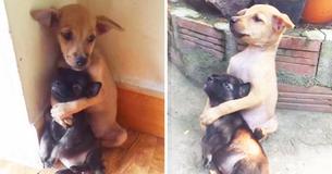 Mesmo depois de serem resgatados, esses dois filhotes não param de se abraçar Mesmo depois de serem resgatados, esses dois filhotes não param de se abraçar