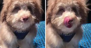 Dog With Dog With