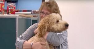 Labradoodle Breed Creator Says He's 'Released A Frankenstein Monster' Labradoodle Breed Creator Says He's 'Released A Frankenstein Monster'