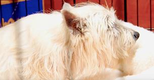 Senior Dog Finally Gets To Relax In A Bed – Following 11 Years In A Puppy Mill Senior Dog Finally Gets To Relax In A Bed – Following 11 Years In A Puppy Mill