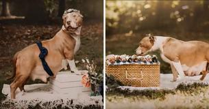 Rescue Dog Gets Her Very Own Maternity Photoshoot Rescue Dog Gets Her Very Own Maternity Photoshoot
