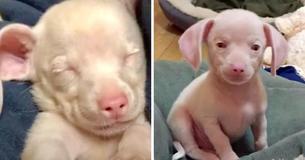 Rescue Pink Dachshund Puppy Named Piglet Is Blind And Deaf Rescue Pink Dachshund Puppy Named Piglet Is Blind And Deaf