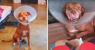 Dog Without Part Of Face Was Left By Owners, But A Life-Changing Surgery Gave Him Another Chance Dog Without Part Of Face Was Left By Owners, But A Life-Changing Surgery Gave Him Another Chance
