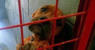 Una perrita en un refugio de animales de Nuevo México llora cada noche hasta que finalmente es adoptada Una perrita en un refugio de animales de Nuevo México llora cada noche hasta que finalmente es adoptada