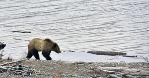 Photographer Catches Big Bear Quietly Sitting Behind Two Fishermen Photographer Catches Big Bear Quietly Sitting Behind Two Fishermen