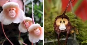 Una especie única de orquídea tiene un parecido sorprendente con los monos Una especie única de orquídea tiene un parecido sorprendente con los monos