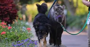 Adorable Dog Is Caretaker To Orphaned Takin At The Cincinnati Zoo Adorable Dog Is Caretaker To Orphaned Takin At The Cincinnati Zoo