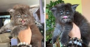 Questi gattini Maine Coon sembrano dei piccoli lupi mannari Questi gattini Maine Coon sembrano dei piccoli lupi mannari
