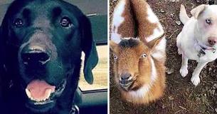 Family's Dog Goes Missing And Ends Up Returning With Another Dog And A Goat Friend Family's Dog Goes Missing And Ends Up Returning With Another Dog And A Goat Friend