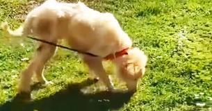 A Dog Cried For Days But People Kept Walking Passed Him Until He Was Finally Rescued A Dog Cried For Days But People Kept Walking Passed Him Until He Was Finally Rescued