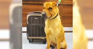 Owner Left Behind Dog At A Train Station Owner Left Behind Dog At A Train Station