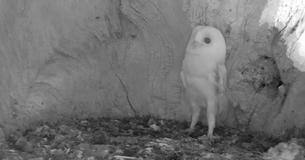 Baby Barn Owl Reacts To Hearing Thunder For First Time Baby Barn Owl Reacts To Hearing Thunder For First Time