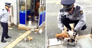 Stray Cat Wanders Into Police Station To Have Kittens And Decides To Stay Stray Cat Wanders Into Police Station To Have Kittens And Decides To Stay