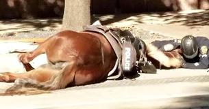 Texas Cop Comforts His Fallen Police Horse During Her Final Moments Texas Cop Comforts His Fallen Police Horse During Her Final Moments