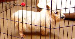 Dog Spends 12 Years In Puppy Mill, Gets To Sleep In A Bed For The First Time Dog Spends 12 Years In Puppy Mill, Gets To Sleep In A Bed For The First Time