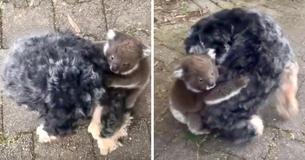 Confused Baby Koala Hitches A Ride On Dogs Back Thinking It's His Mother Confused Baby Koala Hitches A Ride On Dogs Back Thinking It's His Mother