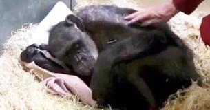 Man Visits A Dying Chimp He Used To Take Care Of Man Visits A Dying Chimp He Used To Take Care Of