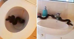 Woman Finds 2 Venomous Pythons In Her Toilet Two Days In A Row Woman Finds 2 Venomous Pythons In Her Toilet Two Days In A Row
