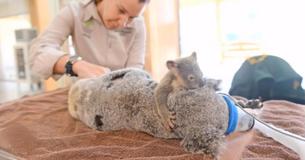 Un bébé Koala ne se séparera pas du côté de sa mère pendant une intervention chirurgicale après avoir été renversé tous les deux par un véhicule Un bébé Koala ne se séparera pas du côté de sa mère pendant une intervention chirurgicale après avoir été renversé tous les deux par un véhicule