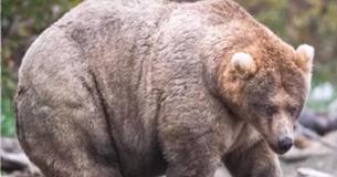 Holly, Bear 435, Is 2019's Winner Of Fat Bear Week And Our New Bear Queen Holly, Bear 435, Is 2019's Winner Of Fat Bear Week And Our New Bear Queen