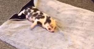 Baby Rescue Pig Just Can’t Stop Running Around Until She Discovers Her New Blanket Baby Rescue Pig Just Can’t Stop Running Around Until She Discovers Her New Blanket