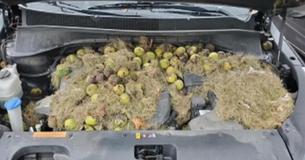 Couple Discovers More Than 200 Walnuts Hidden By Squirrels Under Hood of Their Car Couple Discovers More Than 200 Walnuts Hidden By Squirrels Under Hood of Their Car