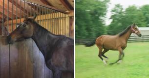 Rescued Horses Experience Joy Of Running In Open Field Rescued Horses Experience Joy Of Running In Open Field