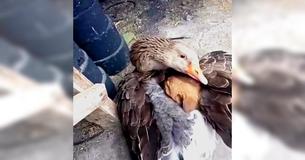 Un'oca riscalda un cucciolo smarrito e infreddolito fra le sue ali Un'oca riscalda un cucciolo smarrito e infreddolito fra le sue ali