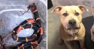 Un Pit-Bull meurt après avoir protégé les enfants de ses propriétaires contre un serpent venimeux Un Pit-Bull meurt après avoir protégé les enfants de ses propriétaires contre un serpent venimeux