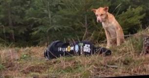 Ragazza fa finta di essere ferita per salvare un cane randagio Ragazza fa finta di essere ferita per salvare un cane randagio