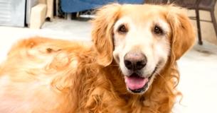 Owner Heartlessly Abandoned Her Golden Retriever With A 42-Pound Tumor Owner Heartlessly Abandoned Her Golden Retriever With A 42-Pound Tumor