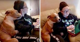 Woman Adopts Lonely Pitbull From Shelter, He Shows His Gratitude By
Cuddling Her Constantly Woman Adopts Lonely Pitbull From Shelter, He Shows His Gratitude By
Cuddling Her Constantly