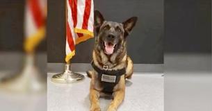 Heroic K-9 Tracks Down Missing 3-Year-Old In 10 Minutes Heroic K-9 Tracks Down Missing 3-Year-Old In 10 Minutes