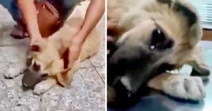 Ill-Treated Street Puppy Cries Actual Tears When It's Out Of Danger Ill-Treated Street Puppy Cries Actual Tears When It's Out Of Danger