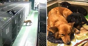 Dog Breaks Free From Own Kennel To Comfort Whimpering Puppies Dog Breaks Free From Own Kennel To Comfort Whimpering Puppies