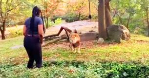 Una mujer se subió al recinto de los leones en un zoológico: parece que se burlaba de ellos Una mujer se subió al recinto de los leones en un zoológico: parece que se burlaba de ellos