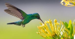 This Plant In Australia Has Flowers That Look Like A Group Of Hummingbirds This Plant In Australia Has Flowers That Look Like A Group Of Hummingbirds