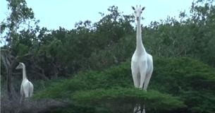 Conservationists Get First Footage Of Rare White Giraffes Conservationists Get First Footage Of Rare White Giraffes