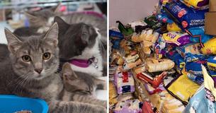 Indiana Police Department Let People Pay Off Parking Fines By Donating To A Cat Shelter For The Month Of July Indiana Police Department Let People Pay Off Parking Fines By Donating To A Cat Shelter For The Month Of July