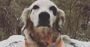 Courageous Dog Passes Away While Defending The Lives Of Others From A Bear Attack Courageous Dog Passes Away While Defending The Lives Of Others From A Bear Attack
