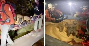 Massive Dog Has To Be Rescued From Mountain After Getting Too Exhausted To Walk Down Massive Dog Has To Be Rescued From Mountain After Getting Too Exhausted To Walk Down