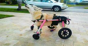 La chienne handicapée d'une femme qui avait été volée avec sa voiture a été retrouvée morte La chienne handicapée d'une femme qui avait été volée avec sa voiture a été retrouvée morte