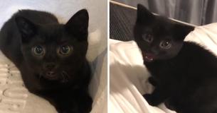 Woman Went To Rescue A Kitten But Couldn’t Say No To His Pint-Sized Brother Woman Went To Rescue A Kitten But Couldn’t Say No To His Pint-Sized Brother