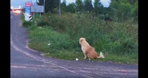 Loyal Dog Waits At Same Spot On Roadside For Owners For 4 Years Loyal Dog Waits At Same Spot On Roadside For Owners For 4 Years