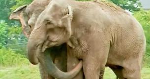 Rescued Circus Elephants Get Back Together After 22 Years Of Being Separated Rescued Circus Elephants Get Back Together After 22 Years Of Being Separated