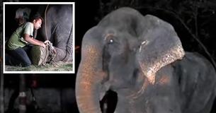 Un éléphant pleure quand il est libéré après 50 ans d'enfermement Un éléphant pleure quand il est libéré après 50 ans d'enfermement