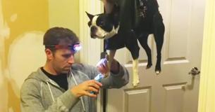Dog Hates Getting His Claws Clipped So Dad Cuts Holes In Purse As Innovative Grooming Hack Dog Hates Getting His Claws Clipped So Dad Cuts Holes In Purse As Innovative Grooming Hack