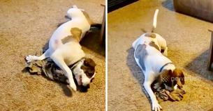 Son propriétaire déployé lui envoie un de ces maillots, la réaction du chiot est adorable Son propriétaire déployé lui envoie un de ces maillots, la réaction du chiot est adorable