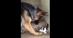 Un chaton se débat pour monter les escaliers jusqu'à ce qu'un berger allemand entre et lui donne un Un chaton se débat pour monter les escaliers jusqu'à ce qu'un berger allemand entre et lui donne un